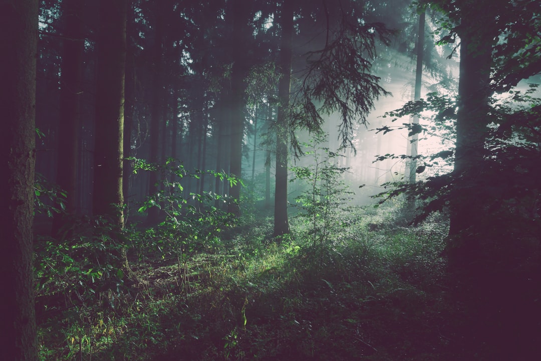 Forest Bathing and Wellness